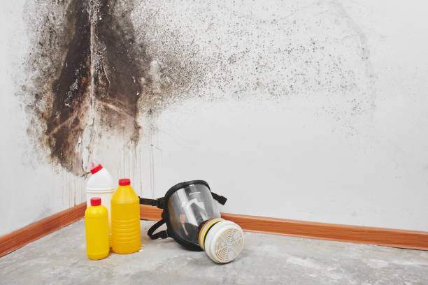 Best Mold Testing  in St Peter, MN