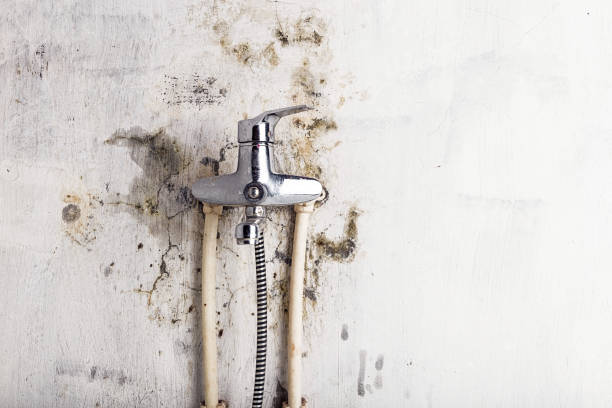 Best Professional Mold Removal  in St Peter, MN