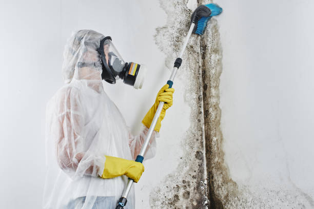 Best Black Mold Removal  in St Peter, MN