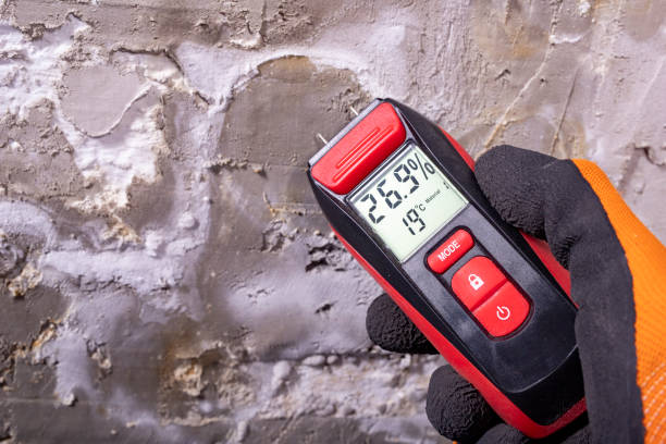 Best Mold Damage Repair  in St Peter, MN