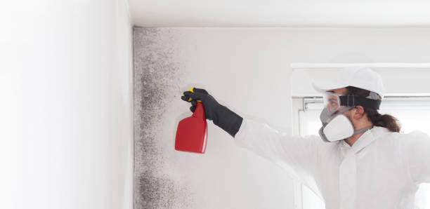 Best Commercial Mold Removal  in St Peter, MN