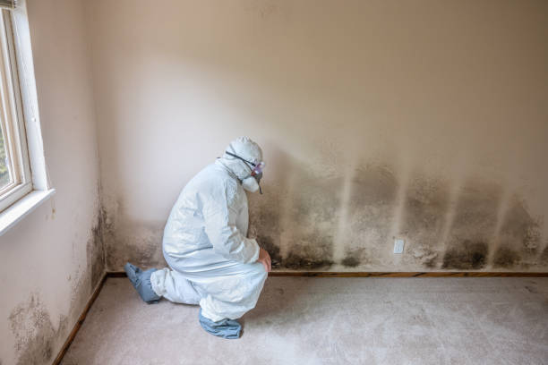 Best Mold Remediation  in St Peter, MN