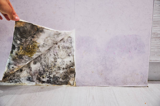 Reliable St Peter, MN Mold Removal Solutions